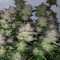 Auto Critical + feminised Ganja Seeds Tıbbi kenevir tohumları