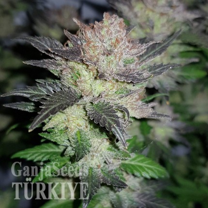 Auto Critical + feminised Ganja Seeds