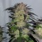 Auto Critical + feminised Ganja Seeds Eve teslim kenevir tohumları