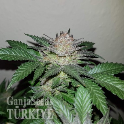 Auto Critical + feminised Ganja Seeds