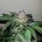 Auto Critical + feminised Ganja Seeds Elit kenevir çeşidi tohumları