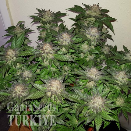 Auto Critical + feminised Ganja Seeds