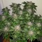 Auto Critical + feminised Ganja Seeds Otoçiçeklenen kenevir tohumları