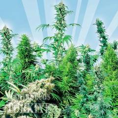 MIX feminised Ganja Seeds