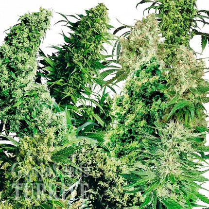 MIX feminised Ganja Seeds