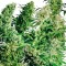 Adana’da MIX feminised Ganja Seeds kenevir tohumu