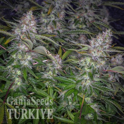 Auto Tutankhamon feminised Ganja Seeds