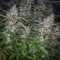 Auto Tutankhamon feminised Ganja Seeds