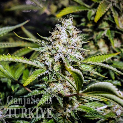 Auto Tutankhamon feminised Ganja Seeds