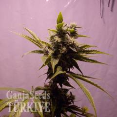 Auto Amnesia feminised Ganja Seeds