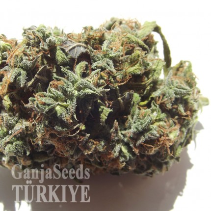 White Blueberry Pie feminised Ganja Seeds