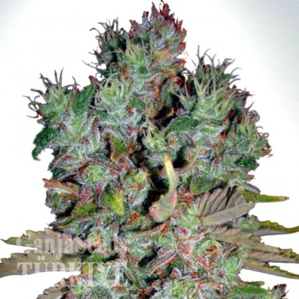 White Blueberry Pie feminised Ganja Seeds