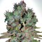 White Blueberry Pie feminised Ganja Seeds Fotoperyodik dişileştirilmiş kenevir tohumları