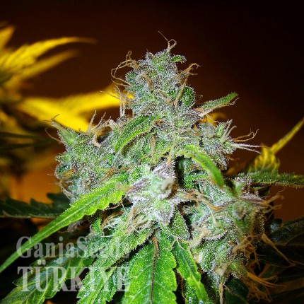 White Blueberry Pie feminised Ganja Seeds