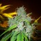 White Blueberry Pie feminised Ganja Seeds online fotoperyod dişileştirilmiş kenevir tohumları