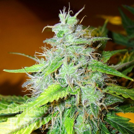 White Blueberry Pie feminised Ganja Seeds