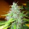 White Blueberry Pie feminised Ganja Seeds Kenevir tohumları