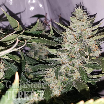 Auto X.Treme feminised Ganja Seeds