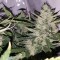 Auto X.Treme feminised Ganja Seeds