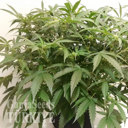 Auto X.Treme feminised Ganja Seeds