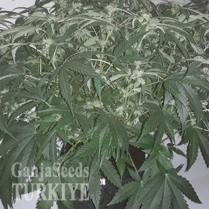 Auto X.Treme feminised Ganja Seeds