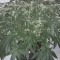 Auto X.Treme feminised Ganja Seeds