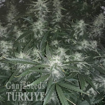 Auto X.Treme feminised Ganja Seeds