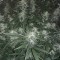 Auto X.Treme feminised Ganja Seeds