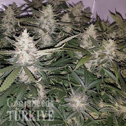 Auto X.Treme feminised Ganja Seeds