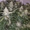 Auto X.Treme feminised Ganja Seeds