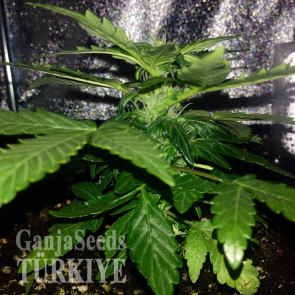 Auto Lowryder #2 feminised Ganja Seeds