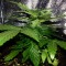 Denizli’de  Auto Lowryder2 feminised Ganja Seeds kenevir tohumu