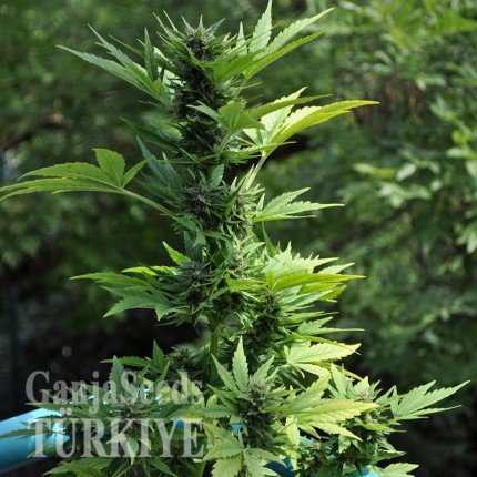 Auto Lowryder #2 feminised Ganja Seeds