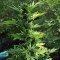 Aydın’da  Auto Lowryder2 feminised Ganja Seeds kenevir tohumu