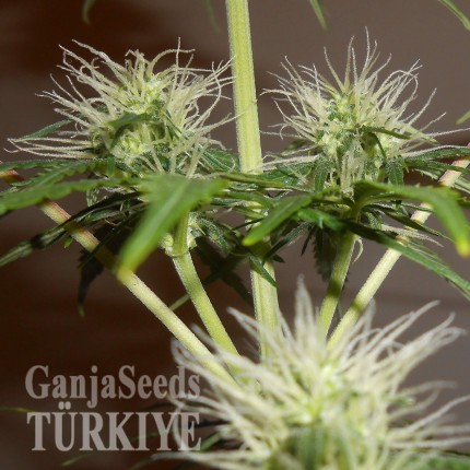 Auto Lowryder #2 feminised Ganja Seeds