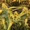 Hatay’da  Auto Lowryder2 feminised Ganja Seeds kenevir tohumu