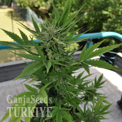 Auto Lowryder #2 feminised Ganja Seeds