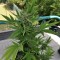 Çanakkale’de  Auto Lowryder2 feminised Ganja Seeds kenevir tohumu