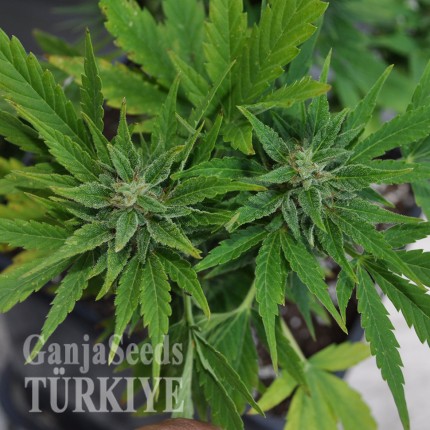Auto Lowryder #2 feminised Ganja Seeds