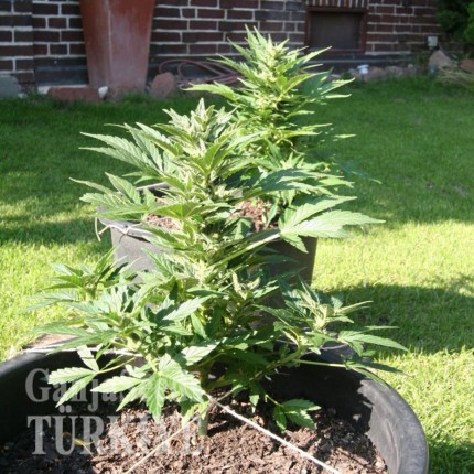 Auto Lowryder #2 feminised Ganja Seeds