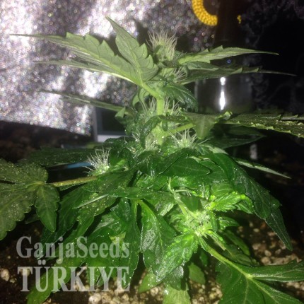 Auto Lowryder #2 feminised Ganja Seeds