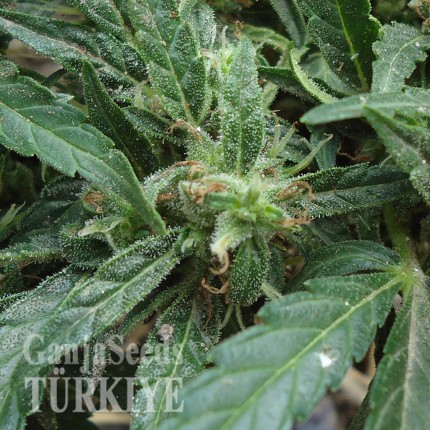 White Gum feminised Ganja Seeds