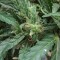 White Gum feminised Ganja Seeds Kenevir tohumları