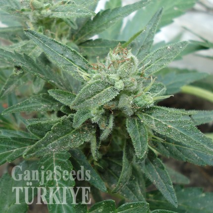 White Gum feminised Ganja Seeds