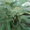 White Gum feminised Ganja Seeds Online kenevir tohumları