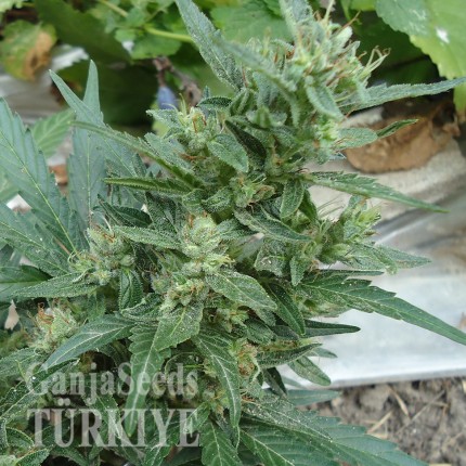 White Gum feminised Ganja Seeds