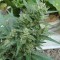 White Gum feminised Ganja Seeds Kargo ile kenevir tohumu