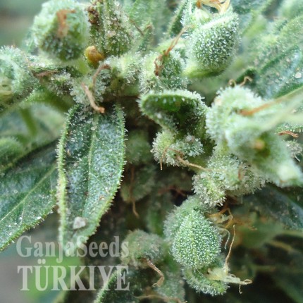 White Gum feminised Ganja Seeds