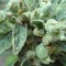 Türkiye'de kenevir tohumu White Gum feminised Ganja Seeds