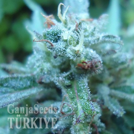 White Gum feminised Ganja Seeds